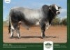 1 x SIMBRA BULL GRANDIN STUDS