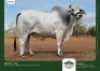 1 x BRAHMAN BULL GRANDIN STUDS