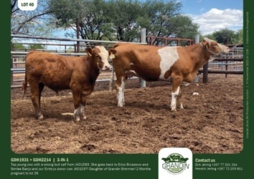 1+1 x SIMMENTALER COW + CALF GRANDIN STUDS