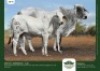 1+1 x BRAHMAN COW + CALF GRANDIN STUDS