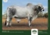 1 x BRAHMAN BULL GRANDIN STUDS