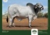 1 x BRAHMAN BULL GRANDIN STUDS