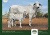 1+1 x BRAHMAN COW + CALF GRANDIN STUDS