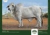 1 x BRAHMAN BULL GRANDIN STUDS