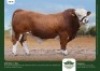 1 x SIMMENTALER BULL GRANDIN STUDS