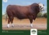 1 x SIMMENTALER BULL GRANDIN STUDS