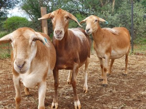 LOT 139 1X MEATMASTER OOI MET LAM/EWE WITH LAMB THABA MEATMASTERS(PER STUK OM LOT TE NEEM/PER PIECE TO TAKE THE LOT)