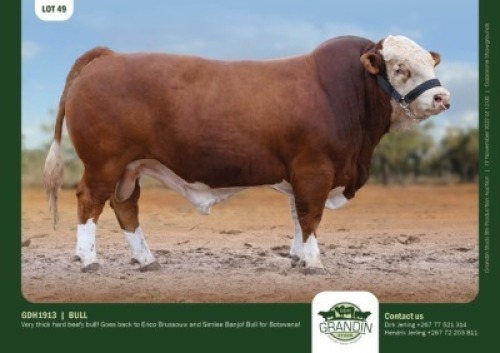 1 x SIMMENTALER BULL GRANDIN STUDS