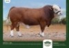 1 x SIMMENTALER BULL GRANDIN STUDS