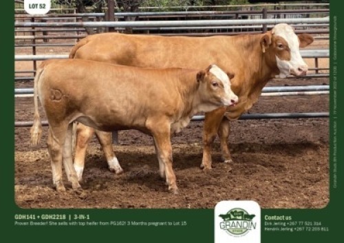 1+1 x SIMMENTALER COW + CALF GRANDIN STUDS
