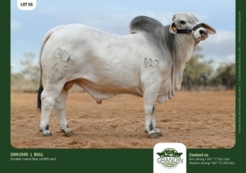 1 x BRAHMAN BULL GRANDIN STUDS