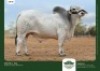 1 x BRAHMAN BULL GRANDIN STUDS