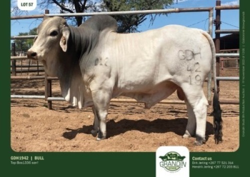 1 x BRAHMAN BULL GRANDIN STUDS