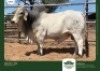 1 x BRAHMAN BULL GRANDIN STUDS