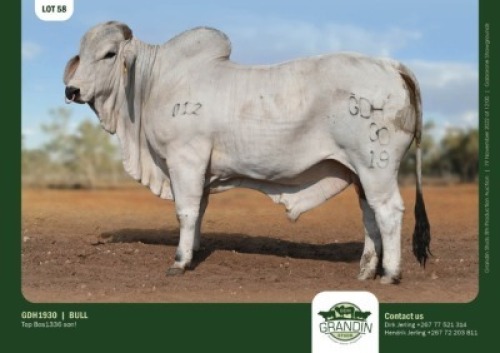 1 x BRAHMAN BULL GRANDIN STUDS