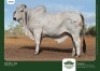 1 x BRAHMAN BULL GRANDIN STUDS
