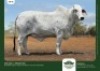 1 x BRAHMAN COW GRANDIN STUDS