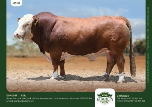 1 x SIMMENTALER BULL GRANDIN STUDS