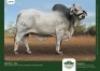 1 x BRAHMAN BULL GRANDIN STUDS