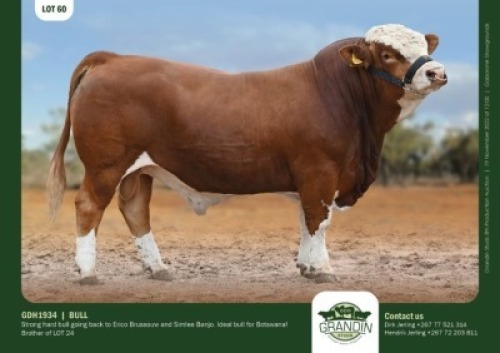 1 x SIMMENTALER BULL GRANDIN STUDS