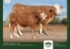 1+1 x SIMMENTALER COW + CALF GRANDIN STUDS