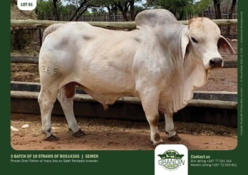 30 x BRAHMAN SEMEN GRANDIN STUDS (Pay per piece to take the lot)