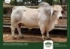 30 x BRAHMAN SEMEN GRANDIN STUDS (Pay per piece to take the lot)