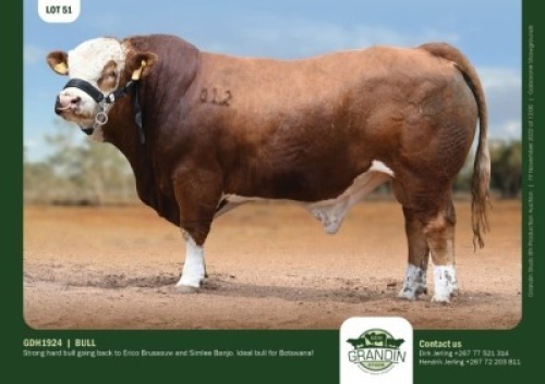 1 x SIMMENTALER BULL GRANDIN STUDS