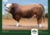 1 x SIMMENTALER BULL GRANDIN STUDS