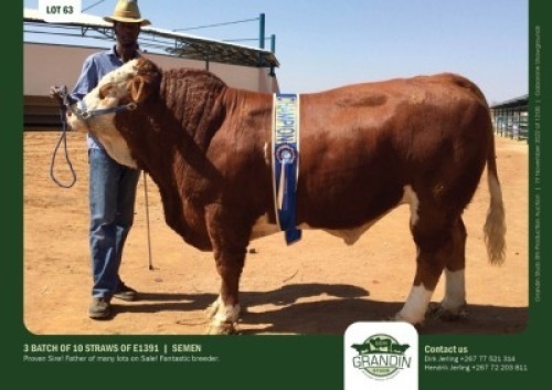 30 x SIMMENTALER SEMEN GRANDIN STUDS (Pay per piece to take the lot)