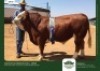30 x SIMMENTALER SEMEN GRANDIN STUDS (Pay per piece to take the lot)