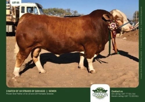 30 x SIMMENTALER SEMEN GRANDIN STUDS (Pay per piece to take the lot)