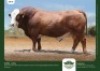 1 x SIMMENTALER BULL GRANDIN STUDS