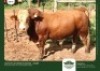 30 x SIMMENTALER SEMEN GRANDIN STUDS (Pay per piece to take the lot)