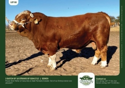 30 x SIMMENTALER SEMEN GRANDIN STUDS (Pay per piece to take the lot)