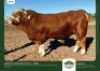 30 x SIMMENTALER SEMEN GRANDIN STUDS (Pay per piece to take the lot)