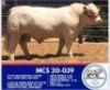 1 x CHAROLAIS BULL MARSHALL CHAROLAIS STUD