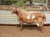 WITHDRAW - 1X MEATMASTER RAM JACOB'S SHARE