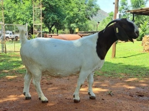 LOT 35 1X BOER GOAT STUD DOE AEGAGRUS