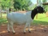 LOT 35 1X BOER GOAT STUD DOE AEGAGRUS