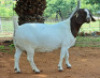 LOT 35 1X BOER GOAT STUD DOE AEGAGRUS - 2