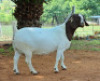 LOT 35 1X BOER GOAT STUD DOE AEGAGRUS - 3