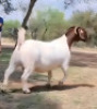 LOT 35 1X BOER GOAT STUD DOE AEGAGRUS - 4
