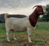 LOT 36 1X BOER GOAT STUD DOE AEGAGRUS