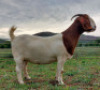 LOT 36 1X BOER GOAT STUD DOE AEGAGRUS - 2