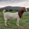 LOT 36 1X BOER GOAT STUD DOE AEGAGRUS - 4