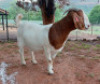 LOT 36 1X BOER GOAT STUD DOE AEGAGRUS - 5