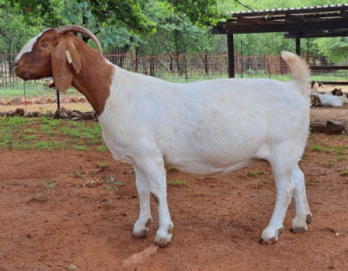 WITHDRAW - LOT 94 1X BOER GOAT DOE AEGAGRUS