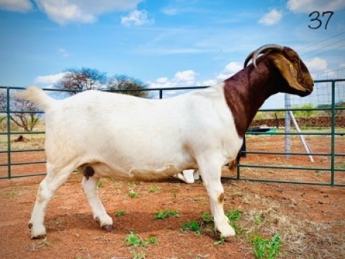LOT 37 1X BOER GOAT STUD DOE AGRIFOND