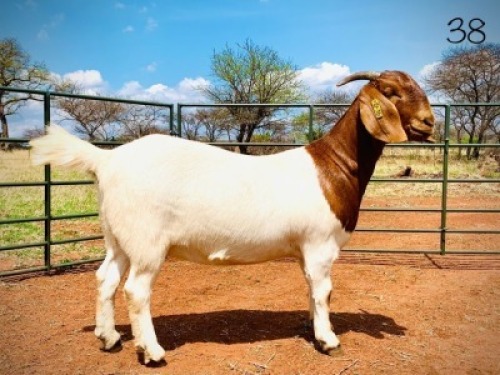 LOT 38 1X BOER GOAT STUD DOE AGRIFOND